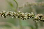 Thorny amaranth